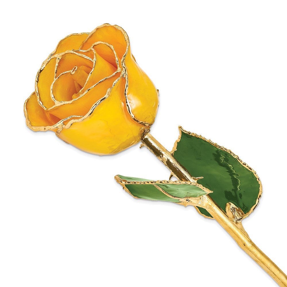 Lacquer Dipped Gold Trimmed Saffron Real Rose QGM22715