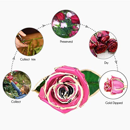 24k Gold Plated Trim Pink Rose