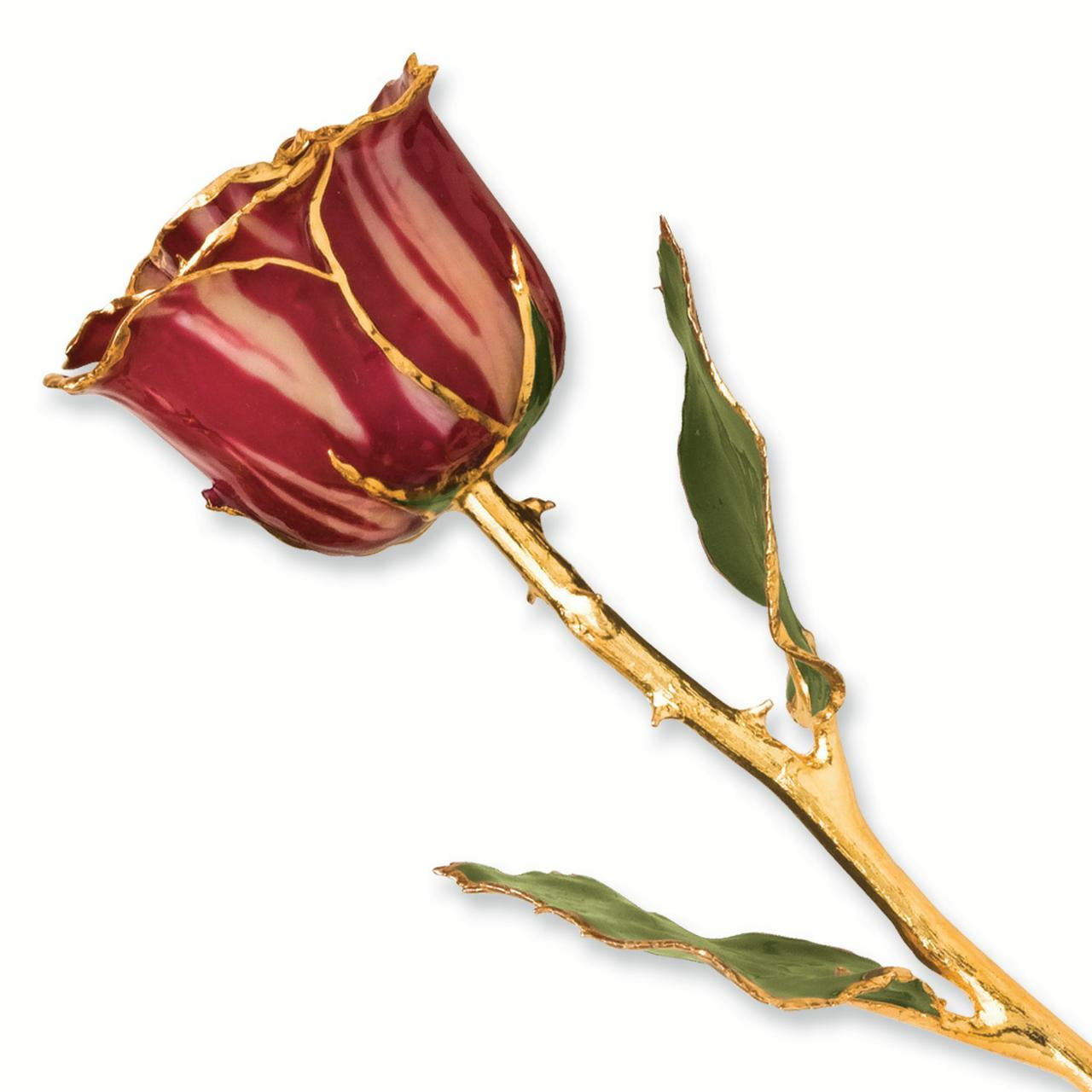24k Gold Plated Trim Abracadabra Rose