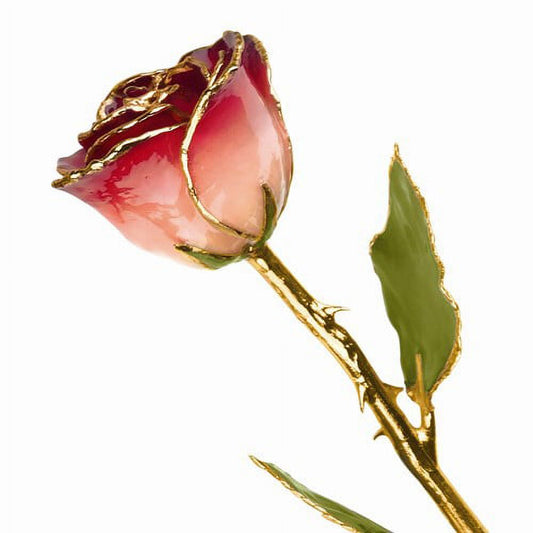 24k Gold Plated Trim White and Burgundy Rose