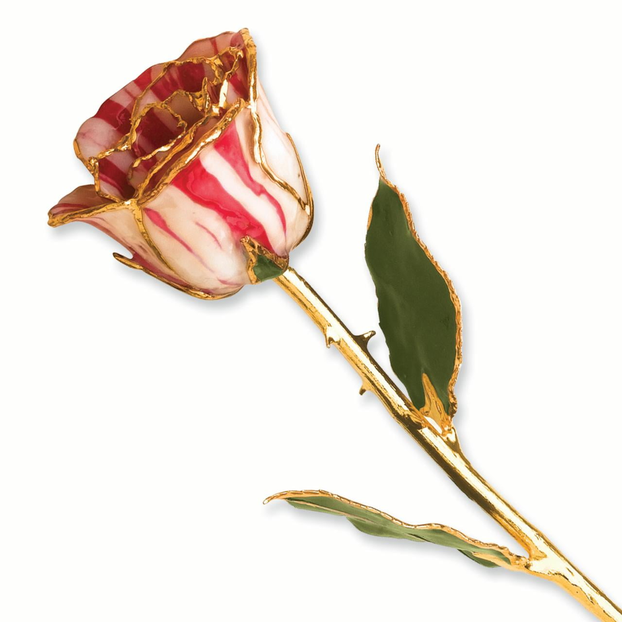 24k Gold Plated Trim Peppermint Rose