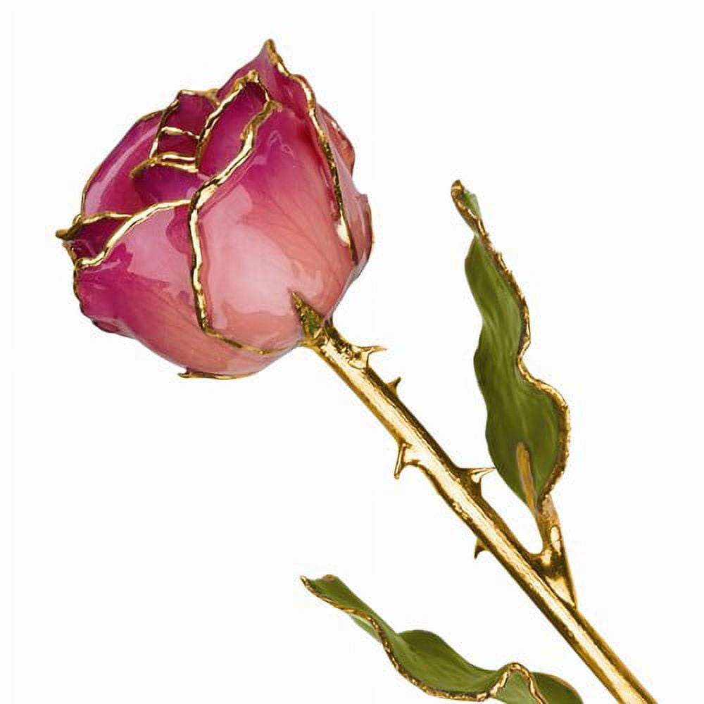 24k Gold Plated Trim Pink Picasso Rose