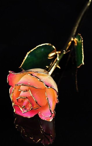24k Gold Plated Trim White Pink Rose