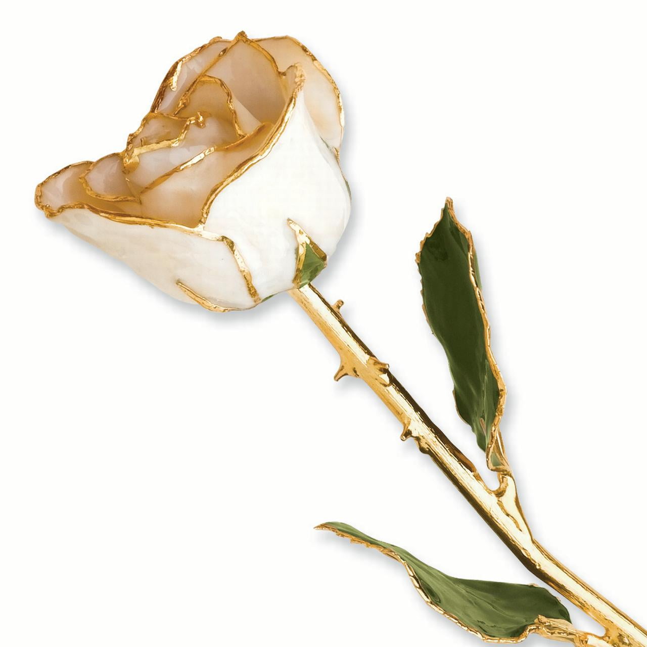 24k Gold Plated Trim White Satin Rose
