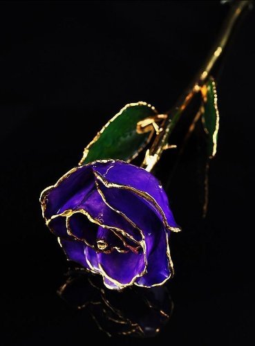 24k Gold Plated Trim Lilac Rose