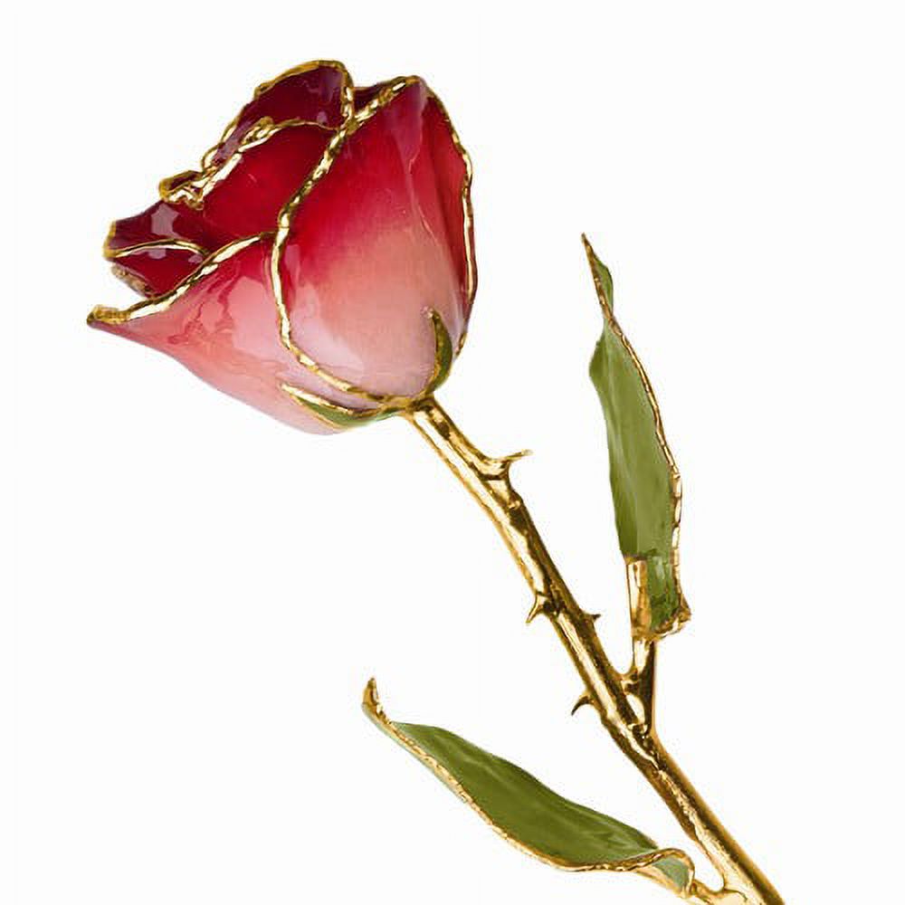 24k Gold Plated Trim Pink and Burgundy Rose