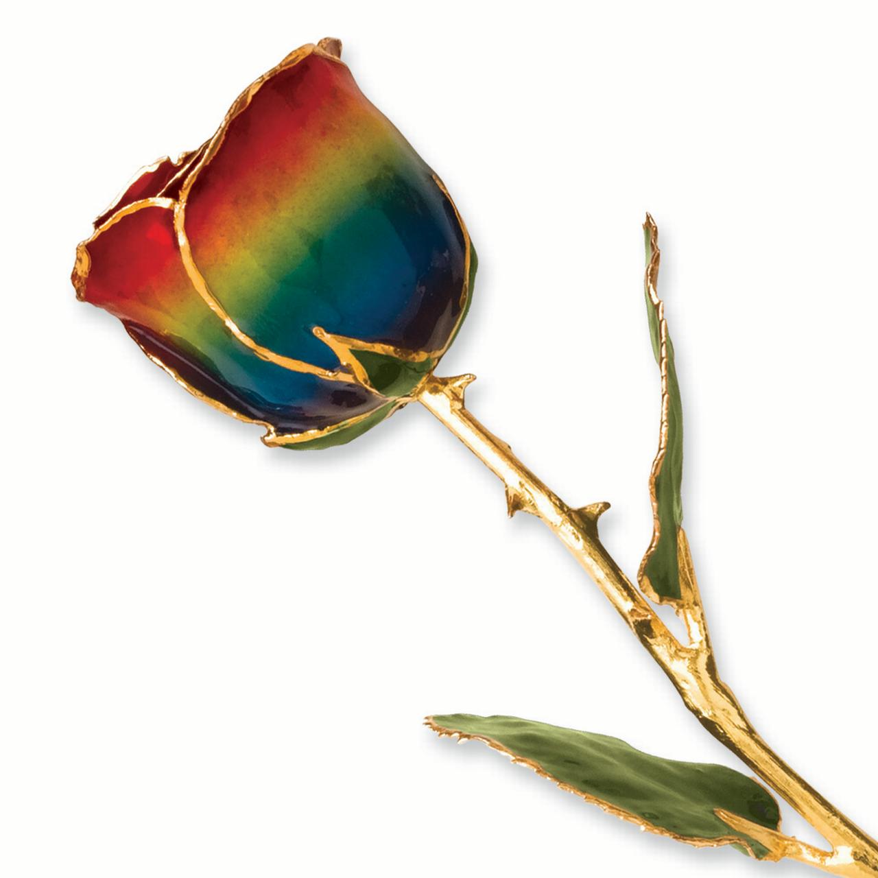 24k Gold Plated Trim Rainbow Rose