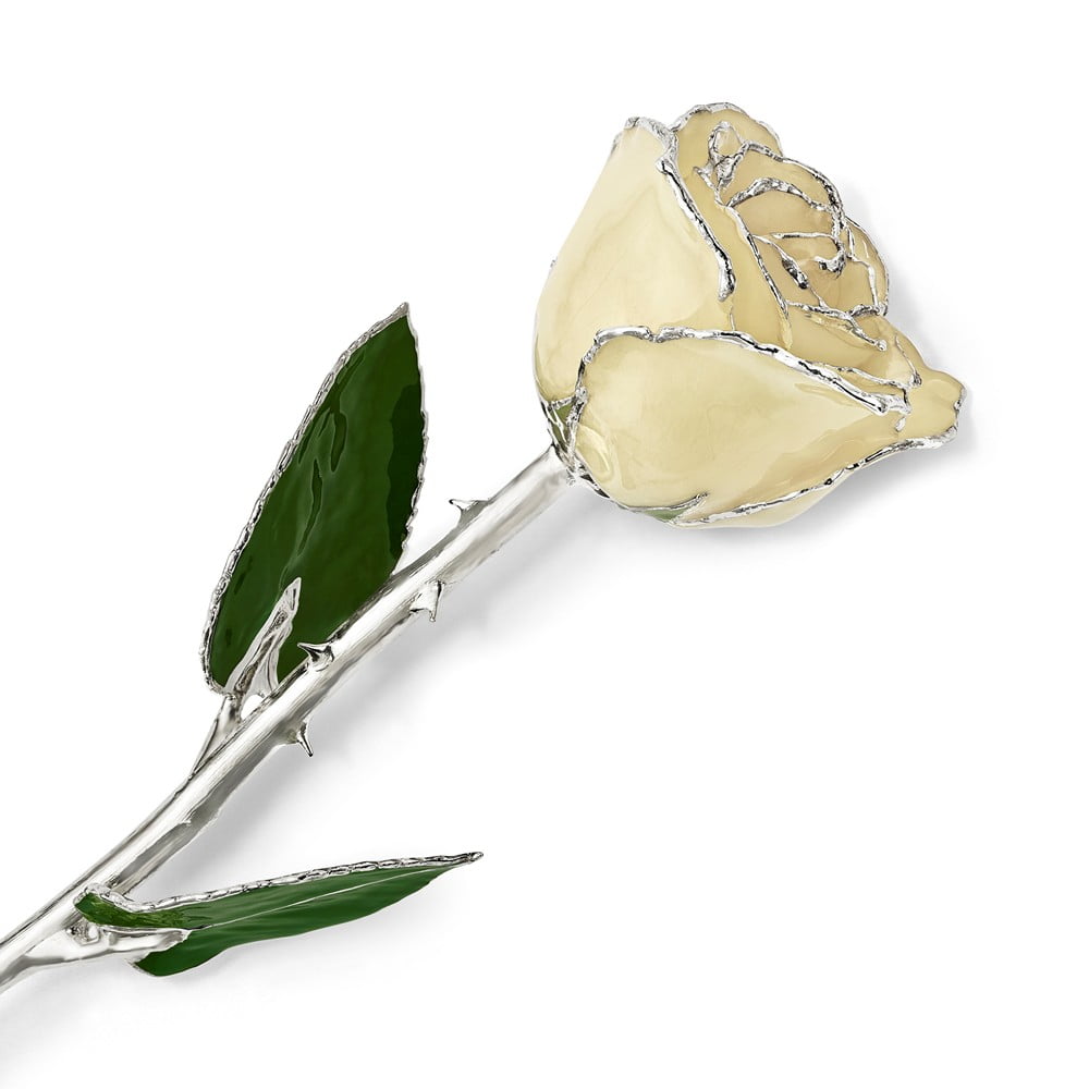 Lacquer Dipped Silver Trimmed White Rose